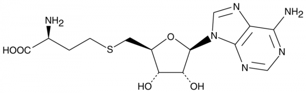 S-Adenosylhomocysteine