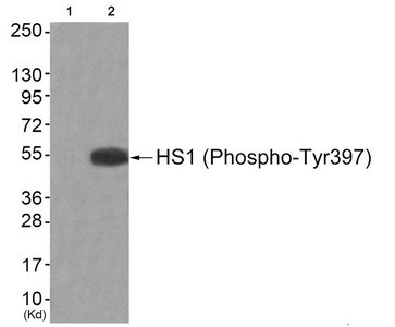 Anti-Phospho-HCLS1 (Tyr397)