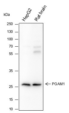 Anti-Recombinant PGAM1, clone A329
