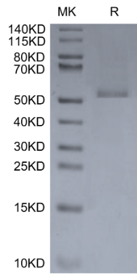 E8L, His, Monkeypox virus
