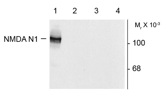 Anti-NDMAR1, Splice Variant N1