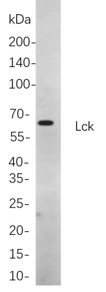Anti-Recombinant Lck, clone 3F5