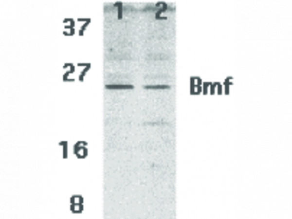 Anti-Bmf