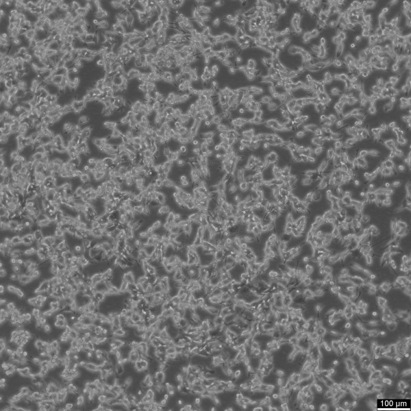 CT26.WT Cells