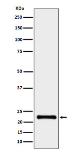 Anti-CRCP / CGRP receptor component protein, clone 30C57