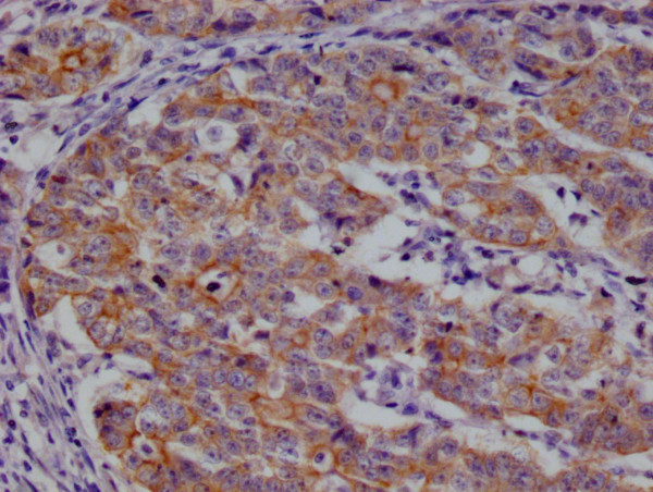 Anti-CSN2 Recombinant Monoclonal, clone 29D6