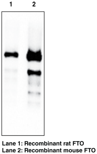 Anti-FTO (mouse) (Clone FT 342-1)