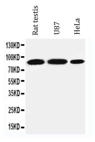 Anti-STAT4