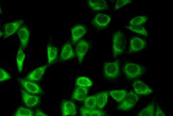 Anti-Peroxiredoxin 5
