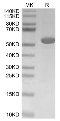 Hyaluronidase 2/HYAL2, His, Human