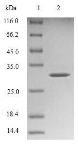 Transthyretin (Ttr), mouse, recombinant