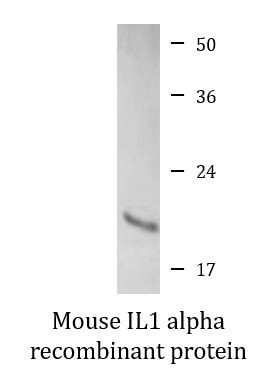 Mouse IL1 alpha recombinant protein (Active)