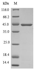 Protein atonal homolog 1 (Atoh1), mouse, recombinant