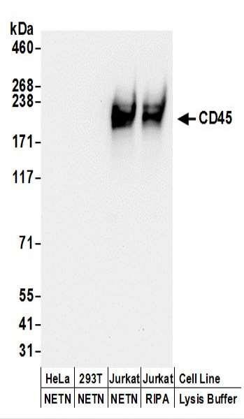 Anti-CD45