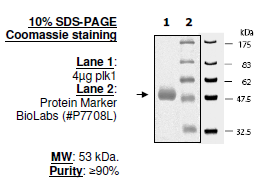 PLK1 Polo Box Domain, active human recombinant protein