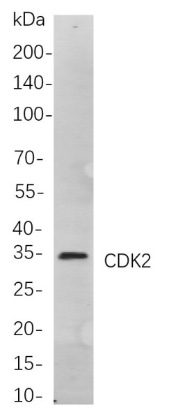 Anti-Recombinant CDK2, clone 12B3