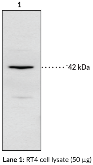 Anti-IP Receptor (human)