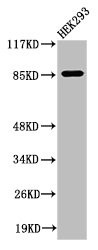 Anti-Cleaved-MPO (A49)