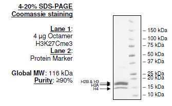 Histone Octamer H3K27cMe3