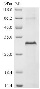 Multiple epidermal growth factor-like domains protein 6 (MEGF6), partial, human, recombinant
