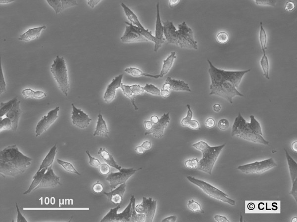Y-1 Cells