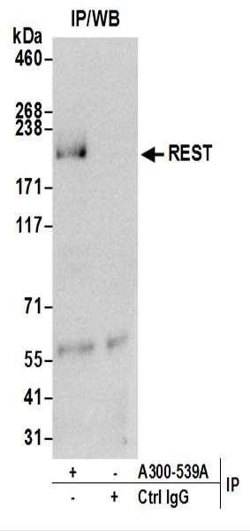 Anti-REST
