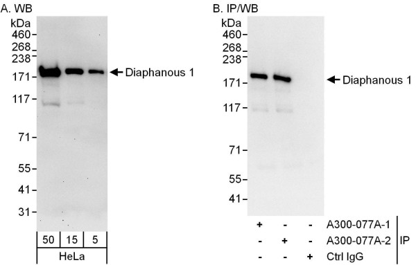 Anti-Diaphanous 1