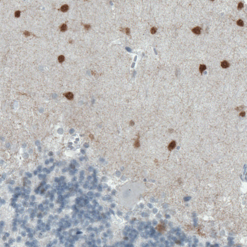 Anti-SCGN, clone CL0273