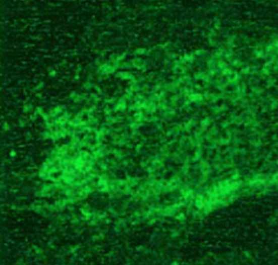 Anti-CD4, clone RFT4