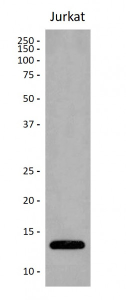 Anti-Profilin 1