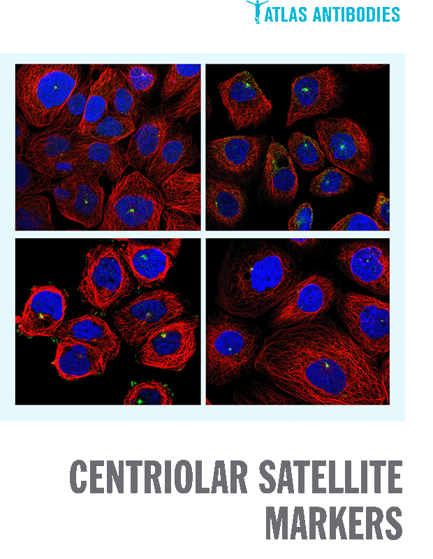 Atlas Antibodies Centriolar Satellite Markers