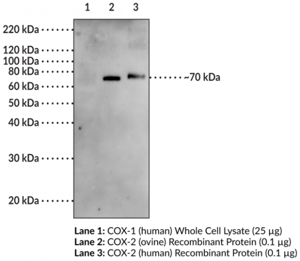 Anti-Goat Anti-COX-2 (human) Affinity-Purified