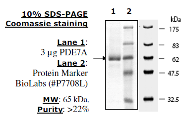 PDE7A, Active Mouse Recombinant Protein