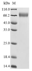 Putative pregnancy-specific beta-1-glycoprotein 7 (PSG7), human, recombinant