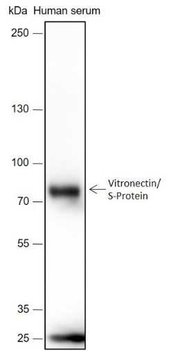Anti-Recombinant Vitronectin/S-Protein, clone A389