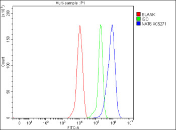 Anti-NAA80 / N-acetyltransferase 80 / NAT6 / FUS2