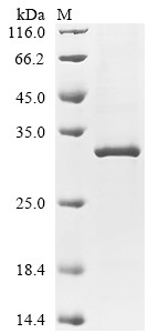 Collagen alpha-1 (IV) chain (Col4a1), partial, mouse, recombinant