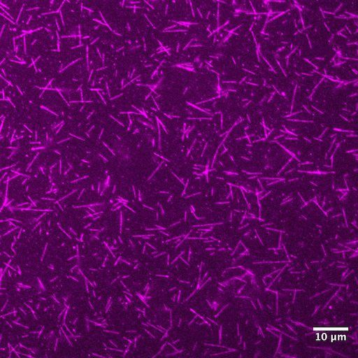 Labeled Tubulin-Biotin-XX