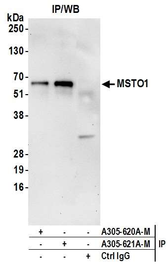 Anti-MSTO1