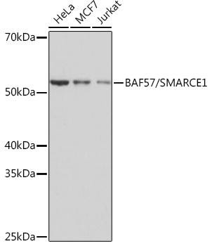 Anti-BAF57/SMARCE1