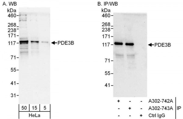 Anti-PDE3B