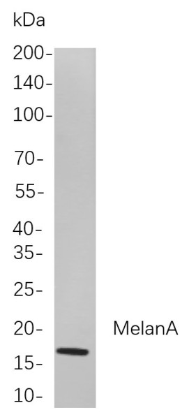 Anti-Recombinant MelanA, clone 9C8