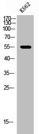 Anti-Phospho-EPOR (Y368)