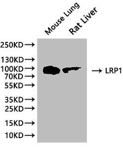 Anti-LRP1, recombinant clone 7D3
