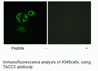 Anti-TACC3