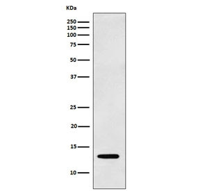 Anti-Galectin 1 / LGALS1, clone ADGB-12