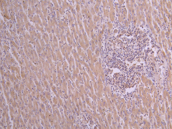 Anti-VEGFA, recombinant clone 15A9