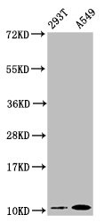 Anti-APOA2 Recombinant Monoclonal, clone 6H2