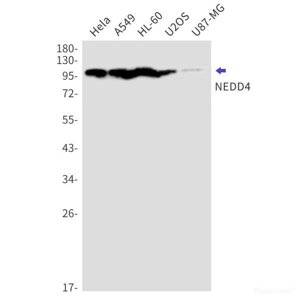Anti-Recombinant NEDD4, clone R06-7C3