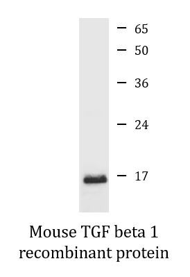 Mouse TGF beta 1 recombinant protein (Active)